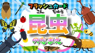 【フラッシュカード】昆虫の名前ー20種類のこんちゅうのなまえを覚えよう！｜赤ちゃん・こども向け 知育動画