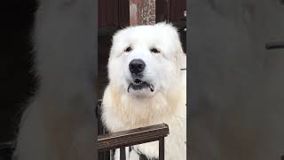 わんわん動物園 グレートピレニーズのモスキーⅥくん(great pyrenees)