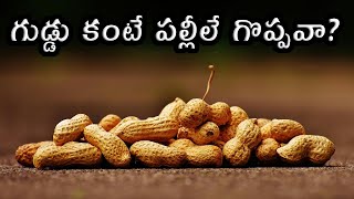 Are Peanuts better than egg? - గుడ్డు కంటే పల్లీలే గొప్పవా?