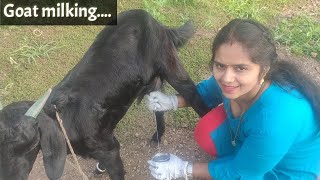 how to milk goat | Goat Milking | Goat milking by Hand | Desi Village life | my daily routine