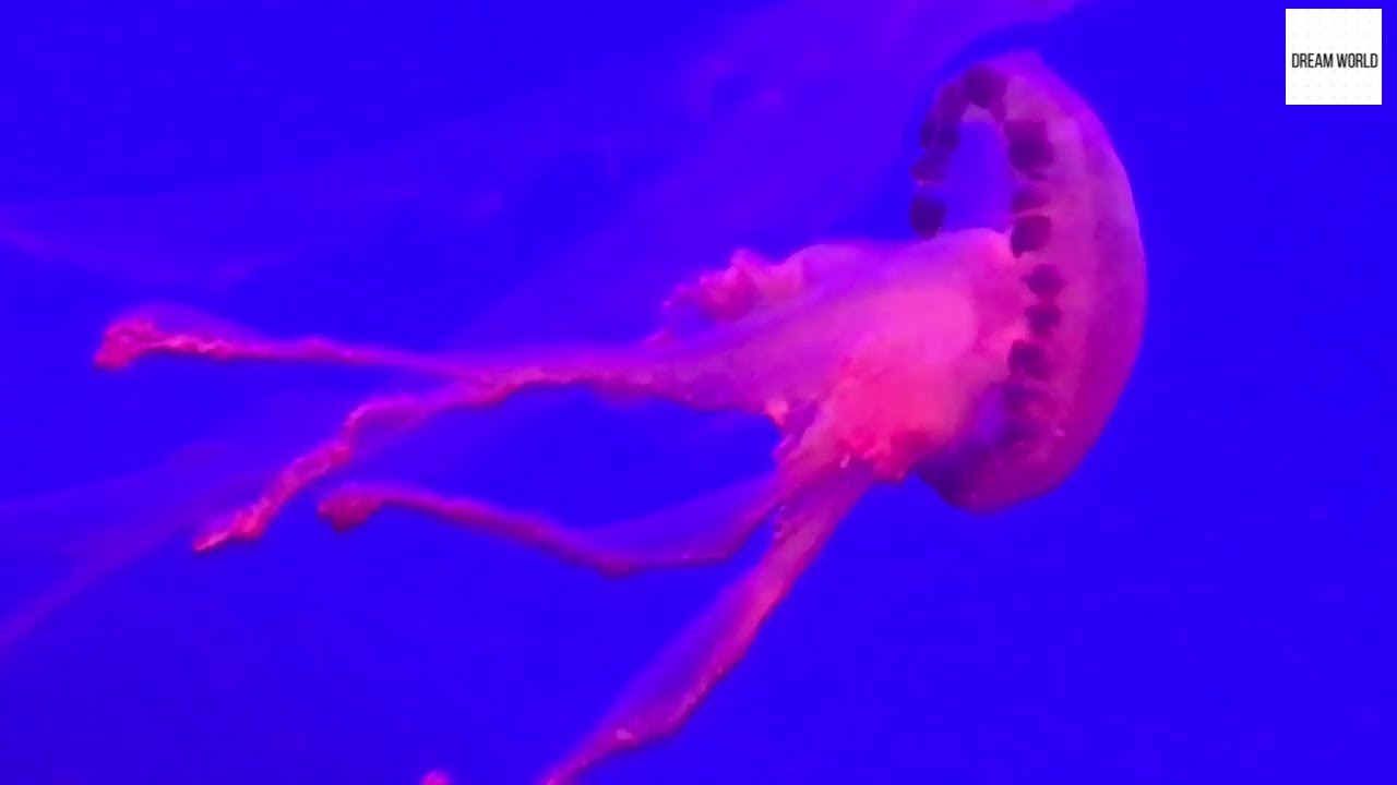 Jellyfish Movements Youtube