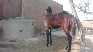 Mithoo Wachera King of Shakargarh Horses. Desi Arabi Breed(4)