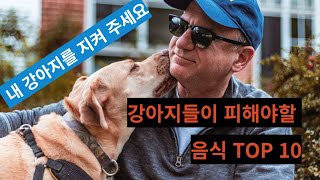 강아지에게 절대 먹이면 안되는 음식 TOP 10