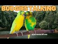 🦜Budgies Talking, Chatter & Chirping🦜 [HJDB Random Vids]