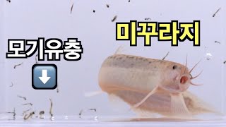 장구벌레 [모기 애벌레] 퇴치 연구 중 흡입하는 미꾸라지 A loach can eat 50 mosquito larvae