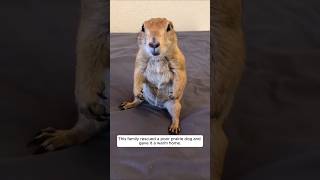 This family rescued a poor prairie dog and gave it a warm home #animalshorts #shortvideo