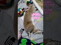 【お口むにゃむにゃ】うさぎのちょこ作 ちょこさく cute animals