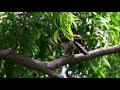 找個地方來吃早餐！ 鳳頭蒼鷹幼鳥