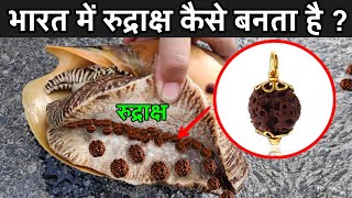 भारत में रुद्राक्ष कैसे बनता है ? | Rudraksha Preparation Full Process | How Is Rudraksha Made