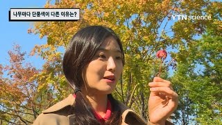 나무마다 단풍색이 다른 이유는? / YTN 사이언스