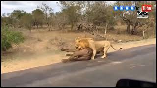 野生動物の驚くべき瞬間2018！ライオンモンキーヒョウカンガルー