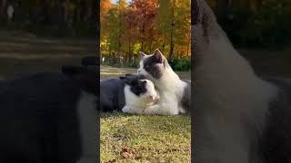 Unusual friendship😺🐇 #shorts #viral #youtubeshorts #trending #funnycats #funny #cat #subscribe #love