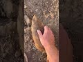 Bear Belly Rubs! #animals #coolanimals #bear #watusi #prairiedogs #camels