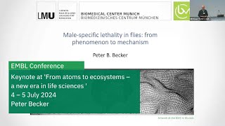 Male-specific lethality in flies: from phenomenon to mechanism