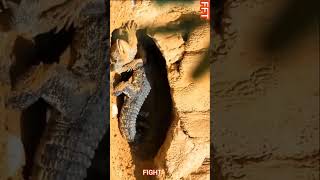 crocodile v lizard Fight. new video.