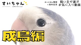 【幸せな日々に感謝🍀】コザクラインコ飼育Vlog1周年記念『成鳥編』