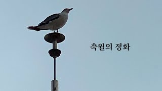 축월의 정화