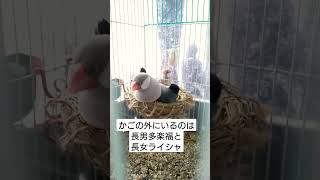 【狭い皿巣で抱卵中の文鳥夫妻】文鳥garden 2023.2.6