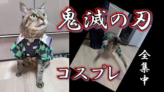 【鬼滅の刃】炭治郎のコスプレで動きに合わせて字幕つけてみた★キジトラ猫