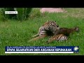 harimau sumatera di amerika diperkenalkan habitat luar kandang