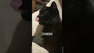 花粉症？くしゃみ鼻水でる黒猫くまちゃん #shorts