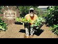 Food Forest Market Garden Hybrid | Tractor Compost Turn | Heirloom Permaculture