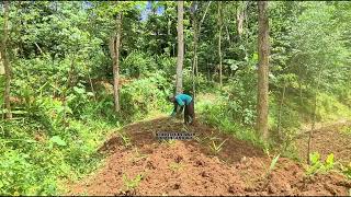 Growing Ginger with Patience: A Farmer's Dedication to Healthy and Bountiful Harvests