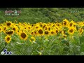 ぶっくまーく岩手　＃１４５「ヒマワリ」岩手県遠野市　【里の花山の花編】