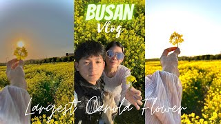 Largest Canola Flower Farm in Busan South Korea