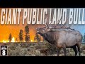 OREGON BULLS IN FIRE SEASON + BLACK BEAR HUNT WINNER & HOYT BOW WINNERS - EP 8 LOF