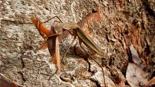 オオカマキリの捕食（せんごくの杜）