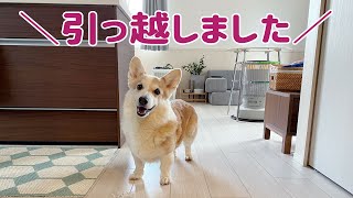 【新居公開】コーギーとお引っ越し！さよならマイホーム！