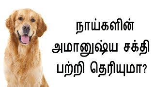 நாய்களின் அமானுஷ்ய சக்தி பற்றி தெரியுமா? - Sattaimuni Nathar