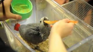 Baby African Gray　挿し餌ヨウムひな