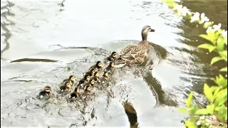 20220414 古隅田川緑道　カルガモの親子　子ガモ 13羽　ハイスピードで泳ぐヒナたち