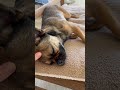 ヘッドマッサージが気持ち良くて寝てしまう犬。 チワワ いぬ 犬 おすすめ 犬のいる暮らし