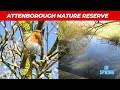 Attenborough Nature Reserve | The Wildlife Trust Nottinghamshire