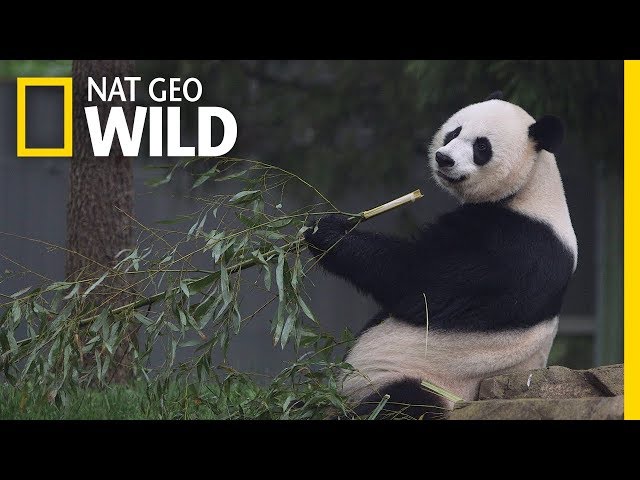 Giant Pandas 101 Nat Geo Wild Ejoy English