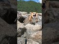 川遊びを楽しむコーギー corgi playing freely in the river