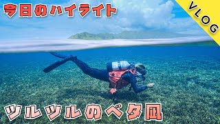 【石垣島ダイビングVlog】ベタ凪の西表で大興奮のドリフトダイビング！！