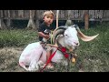 Gak Mau Pisah Sama Domba Garut, Nangisnya Gogoakan😂😭 || a cute little boy crying over the sheep