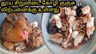 தாய் கோழி மற்றும் சிறுவிடை கோழிகுஞ்சி விற்பனைக்கு உள்ளது