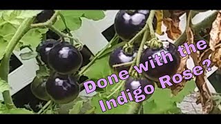 Why I’m not Planting Indigo Rose Tomatoes \u0026 Why You Should! – Karl’s Food Forest Garden: S001E078