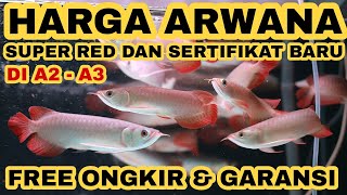 Preview HARGA ARWANA SUPER RED TERBARU ‼️Dengan SERTIFIKAT Arowana BARU