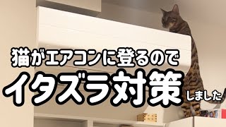 猫がエアコンに登るので下敷きと養生テープでイタズラ対策をしました！