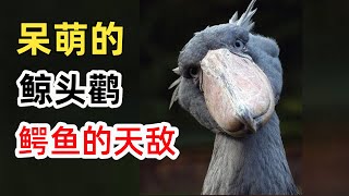 呆萌的鲸头鹳，竟是鳄鱼的天敌！“发呆”捕鱼法厉害吗？