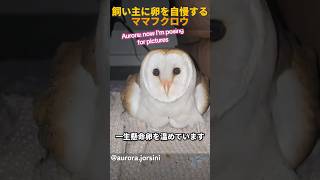 飼い主に卵を自慢するママフクロウ