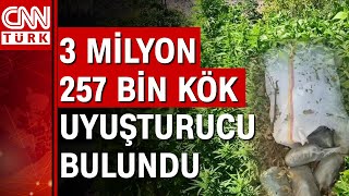 Bingöl'de terörün finans kaynağına darbe! 3 milyon 257 bin kök uyuşturucu bulundu