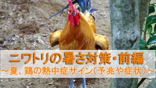 ニワトリの暑さ対策・前編～夏、鶏の熱中症\u0026熱射病サイン（予兆や症状）～