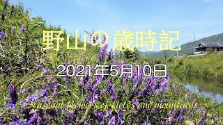 野山の歳時記　五月晴れの下で野草観察　2021年5月10日